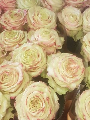 Foto 66 uit NeelyshaBloemen