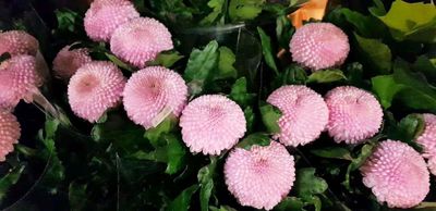 Foto 5 uit 1Jaar Bloemenzaak