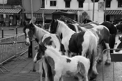 Foto 6 uit Paardenmarkt29-6