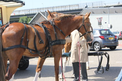 Foto 35 uit Paardenmarkt 2018