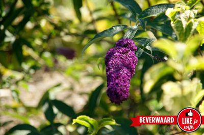 Foto 141 uit LIKEJEWIJK FOTO'S_3