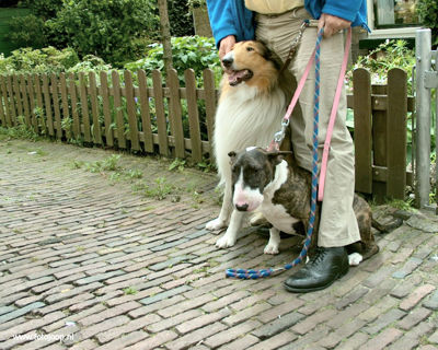 Foto 22 uit Paardenmarkt new07