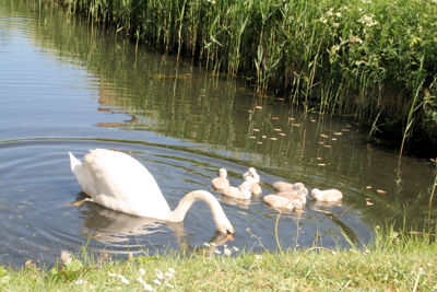 Foto 3 uit ZwaanMet8Jongen