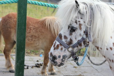 Foto 5 uit Paardenmarkt 2018