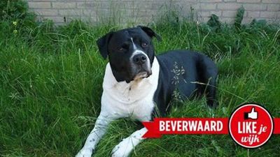 Foto 87 uit LIKEJEWIJK FOTO'S_2