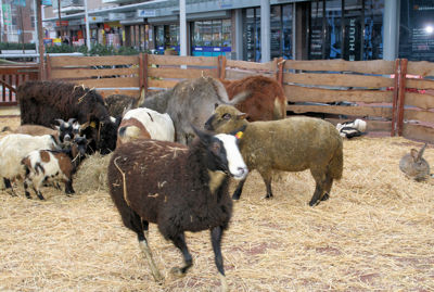 Foto 3 uit Sinterklaas 2009B.W