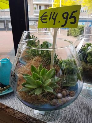 Foto 306 uit NeelyshaBloemen