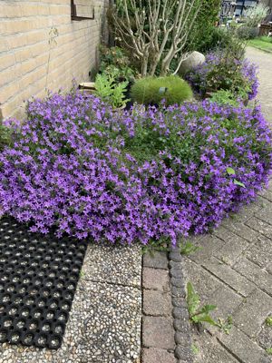 Foto 48 uit Rondje Beverwaard 2026