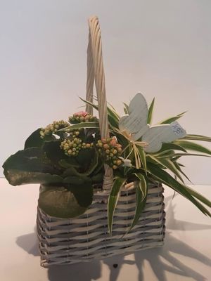 Foto 64 uit NeelyshaBloemen