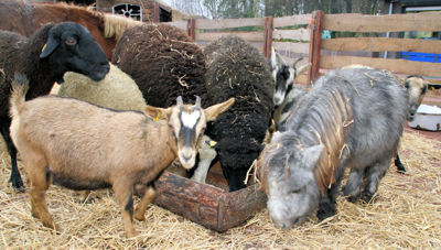 Foto 4 uit Sinterklaas 2009B.W