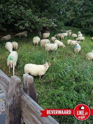 Foto 444 uit LIKEJEWIJK FOTO'S_2