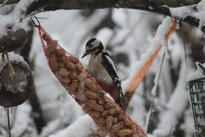 Foto 24 uit WinterIn Beverwaard_2