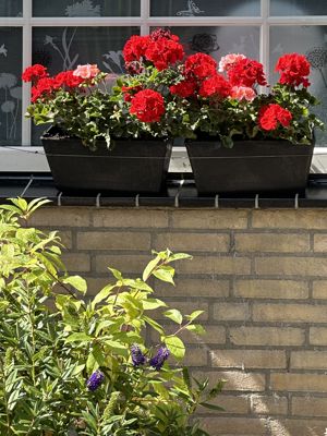 Foto 366 uit Rondje Beverwaard 2026