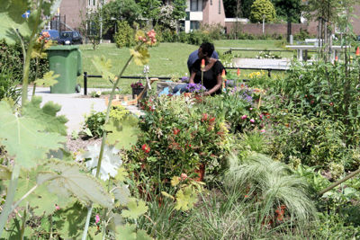 Foto 20 uit Tropische Tuin12_6