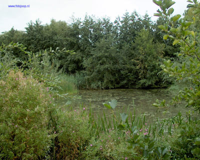 Foto 99 uit Foto's Beverwaard