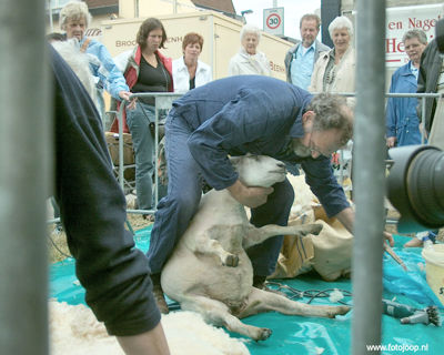 Foto 51 uit Paardenmarkt new07