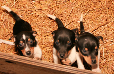 Foto 18 uit Sinterklaas 2009B.W