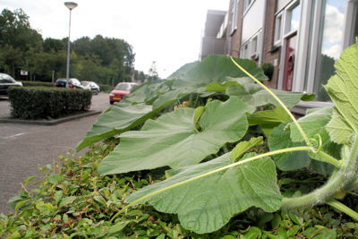 Foto 3 uit Pompoen in Bloei