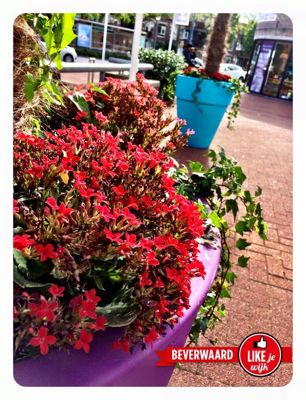 Foto 58 uit LIKEJEWIJK-2016