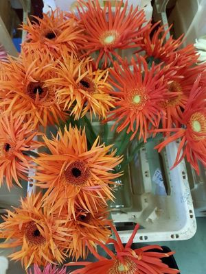 Foto 245 uit NeelyshaBloemen