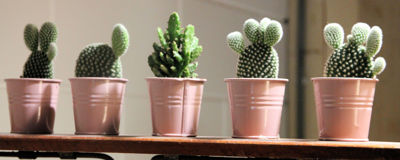 Foto 81 uit De Bloemenboetiek