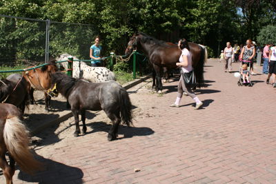 Foto 11 uit Paardenmarkt24-6