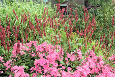 Foto 296 uit TropischeTuin 2017