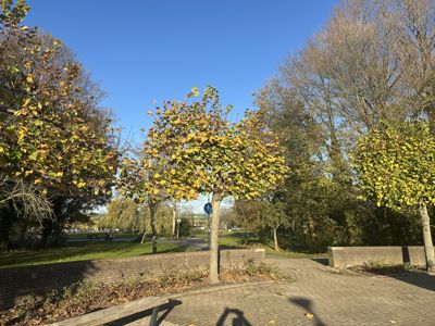 Foto 388 uit Rondje Beverwaard 2026