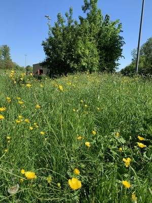 Foto 32 uit Rondje Beverwaard 2026