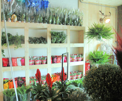 Foto 76 uit De Bloemenboetiek