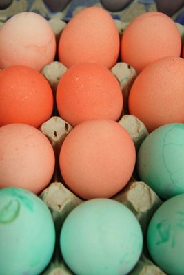 Foto 65 uit PasenStormpolder_2