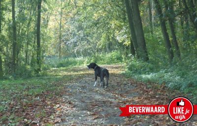 Foto 77 uit LIKEJEWIJK FOTO'S_3