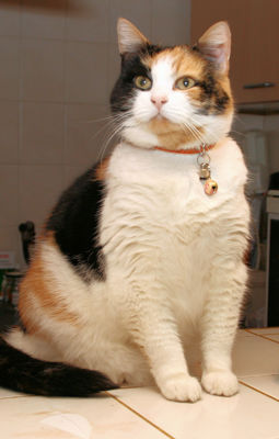 Foto 11 uit Coendersburchdam