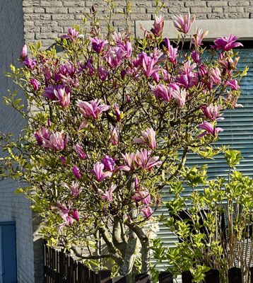 Foto 182 uit Rondje Beverwaard 2026